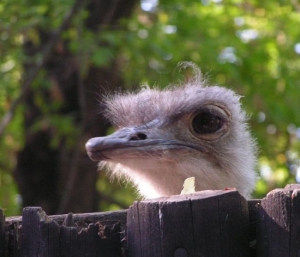 Warszawskie Warszawskie zoo fot. Teresa Zajączoo