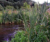 Zarośla nad Drzewiczką